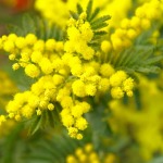 mimosa-673238_1920